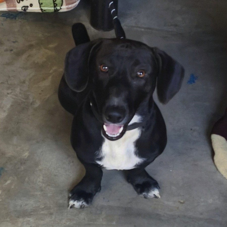 GORDO O GORDITO | Raza Dachshund o Salchicha  | Perdido