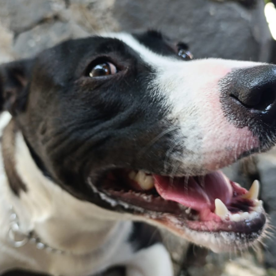 SASHA | Raza Mestiza, cruza de American Pitbull Terrier | En Adopción