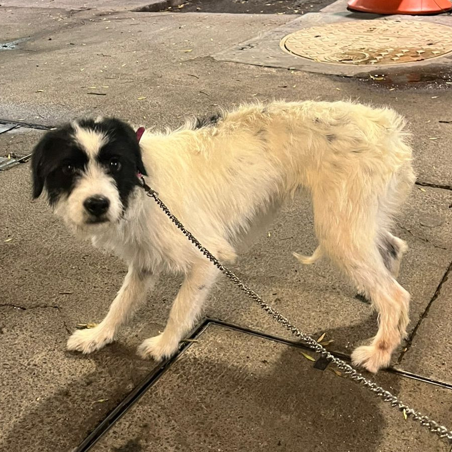  | Raza Mestiza | Encontrada