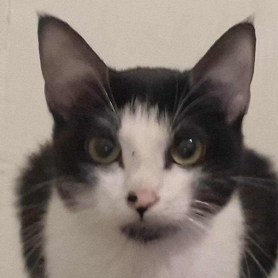 CACHA | Raza Doméstico Américano de Pelo Corto | Perdida