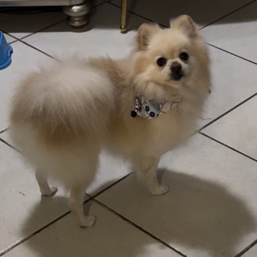 MOOPHY | Raza Pomerania | Final Feliz