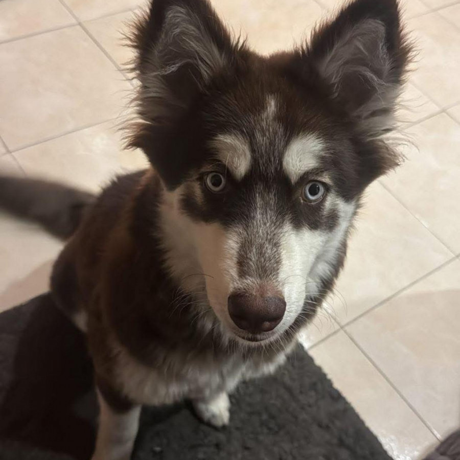 GINEBRA | Raza Husky Siberiano | Final Feliz