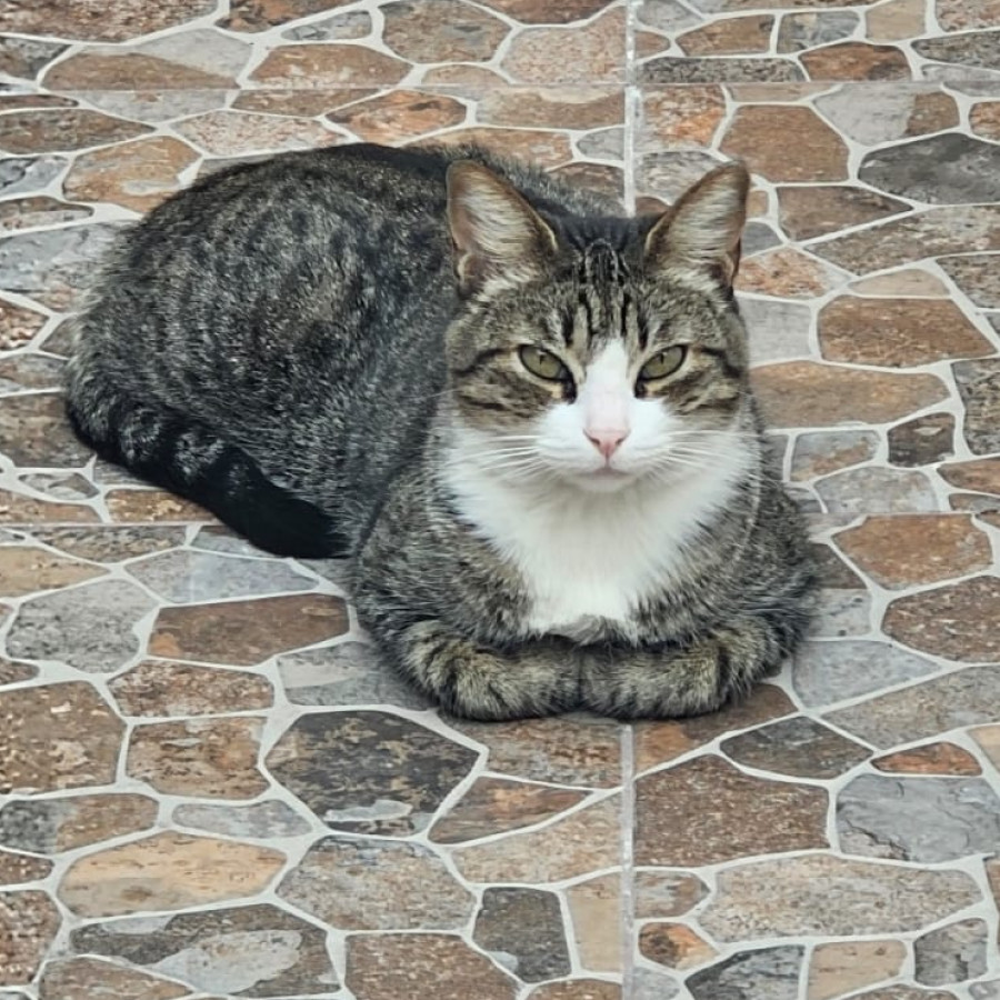 BEBÉ | Raza Doméstico Américano de Pelo Corto | Perdido