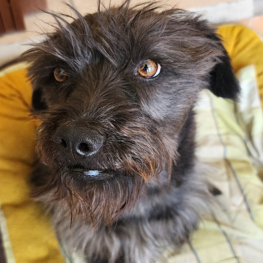 JACK | Raza Mestizo, cruza de Schnauzer | Perdido