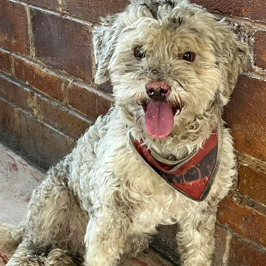  | Raza Mestizo, cruza de Schnauzer con Poodle, (Schnoodle) | Encontrado