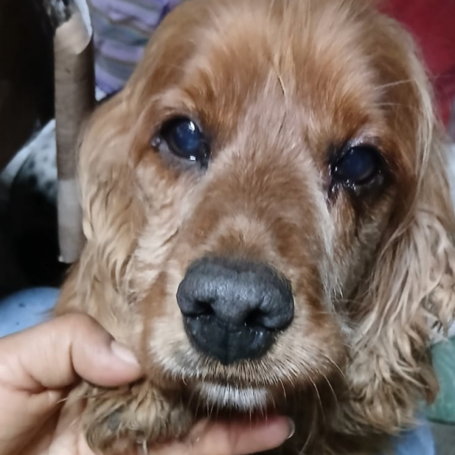 CARAMELO | Raza Cocker Spaniel | Perdido