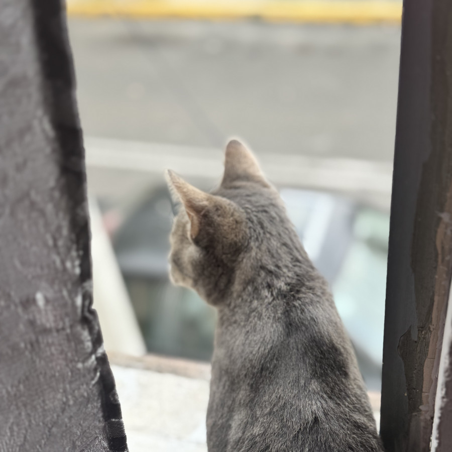 FEDERICO | Raza Doméstico Américano de Pelo Corto | En Adopción