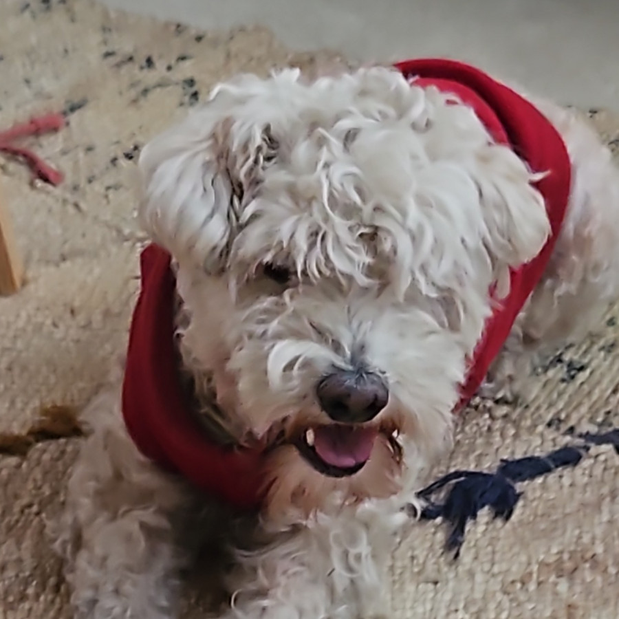  | Raza Mestizo, cruza de French Poodle | Encontrado