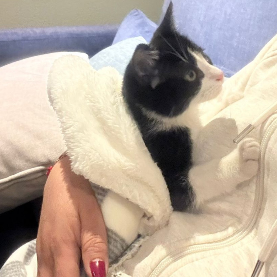 TIMOTEO | Raza Doméstico Américano de Pelo Corto | Perdido