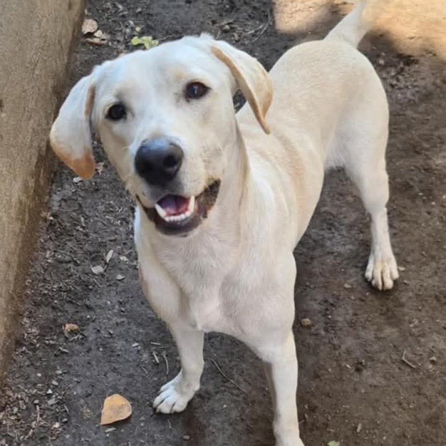 BOLILLO | Raza Mestizo,  cruza de Labrador | En Adopción