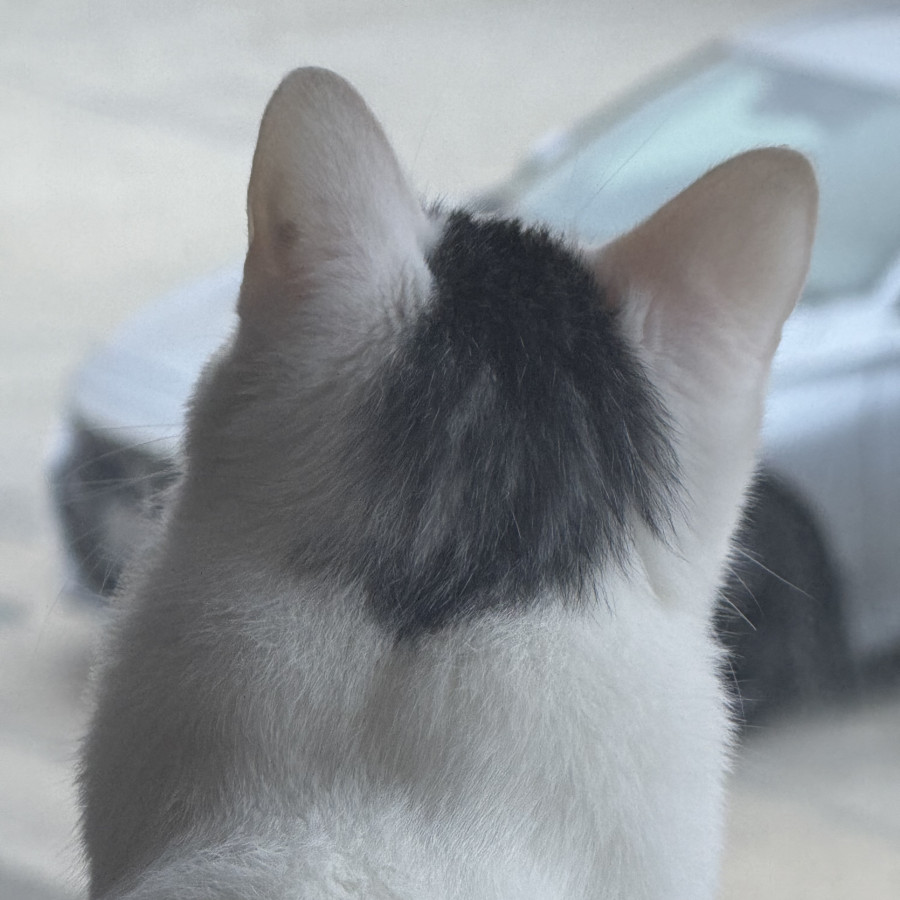 TENSHI | Raza Doméstico Américano de Pelo Corto | Perdida