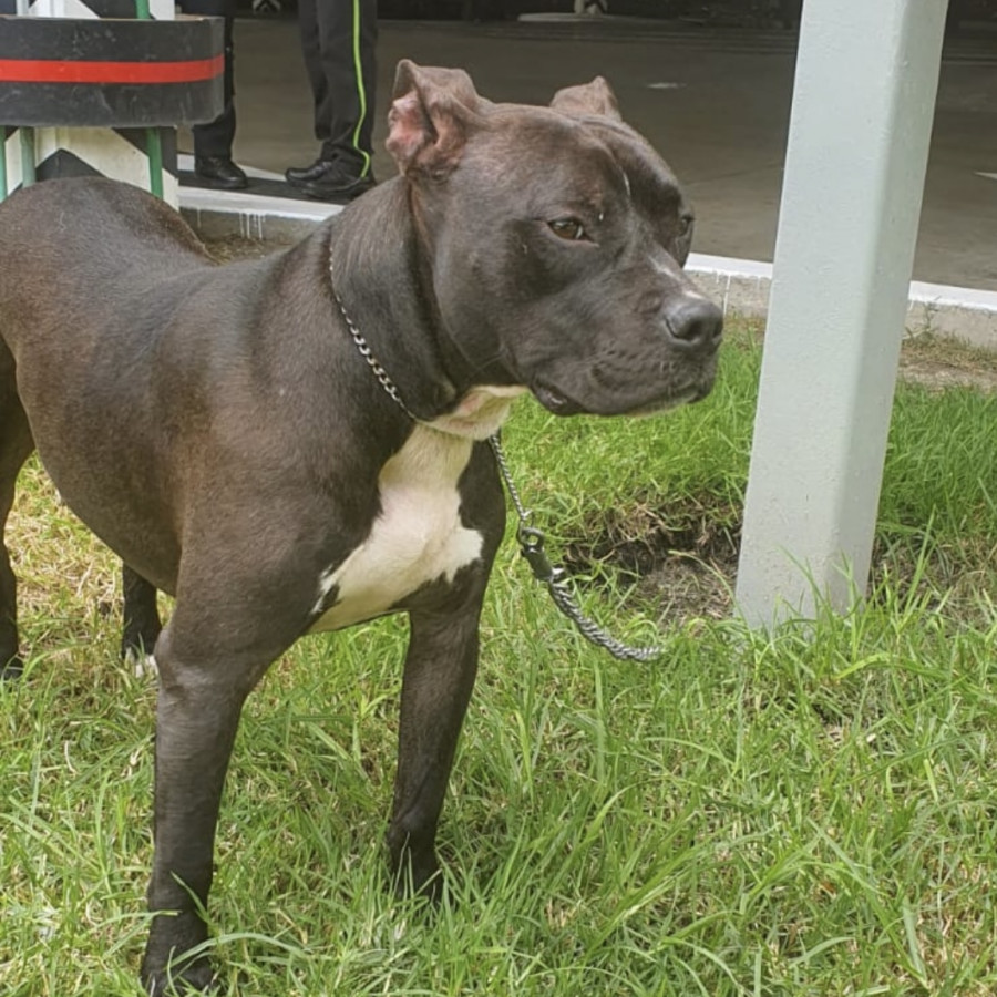  | Raza American Pitbull Terrier | Encontrada