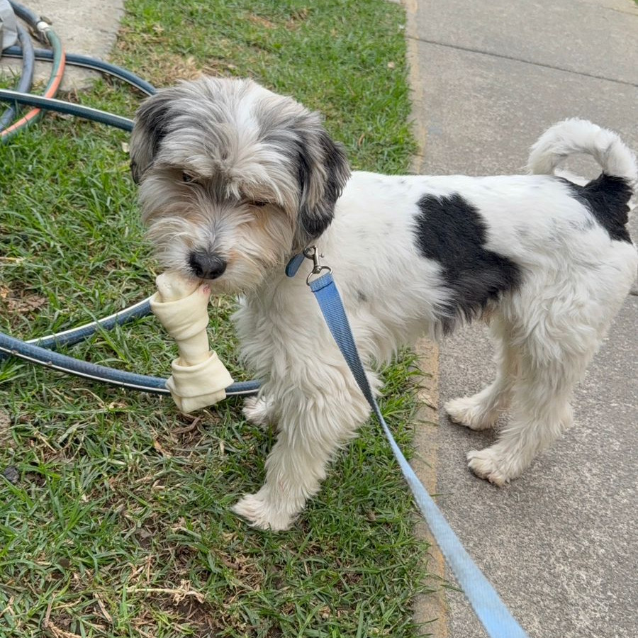 POMPIS | Raza Mestizo, cruza de Schnauzer | Perdido