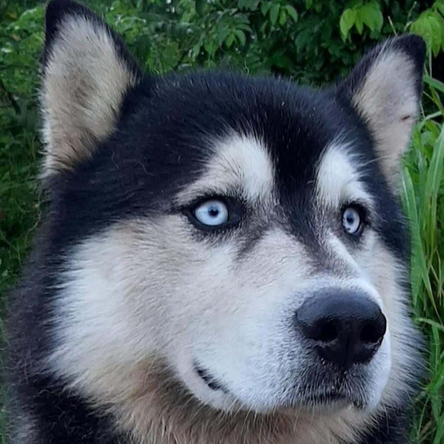 LOKI | Raza Husky Siberiano | Perdido