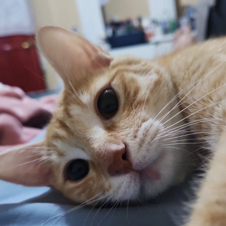NALA | Raza Doméstico Américano de Pelo Corto | Perdida