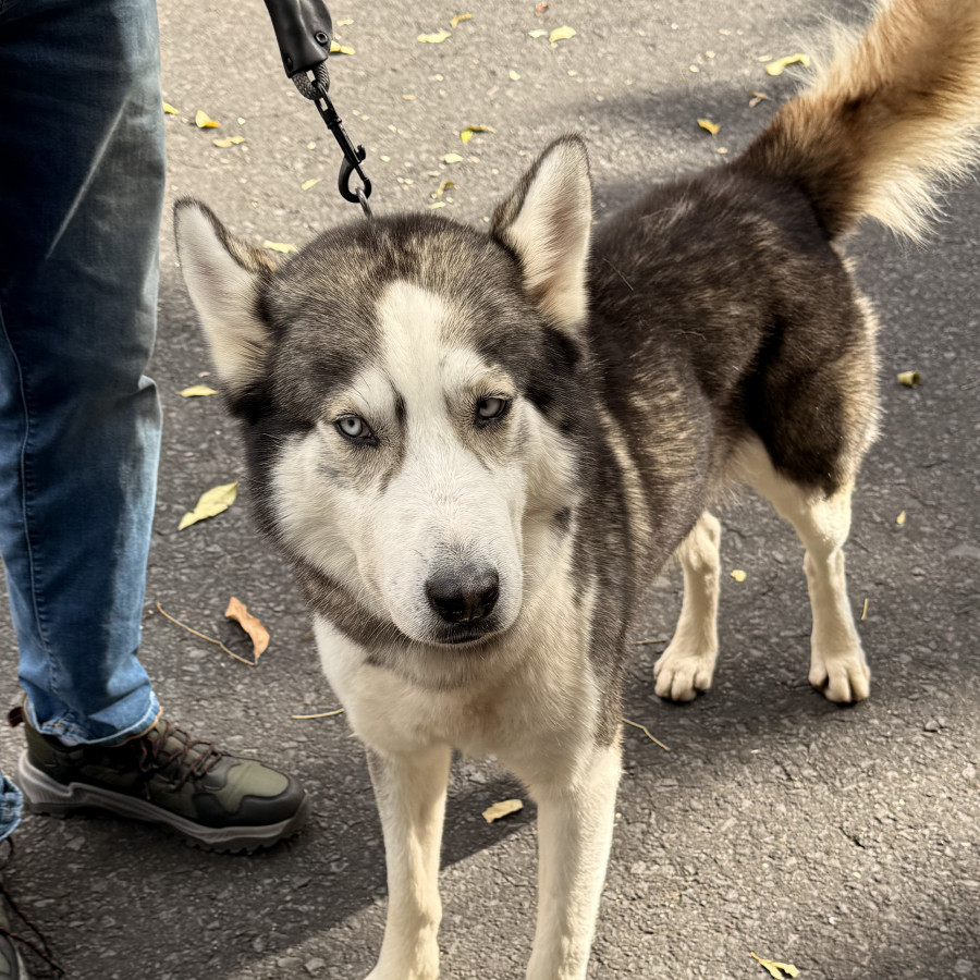  | Raza Husky Siberiano | Encontrado