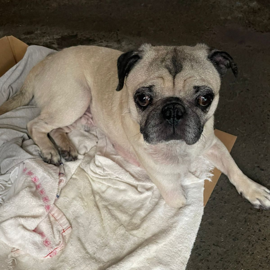 | Raza Pug o Carlin | Encontrado