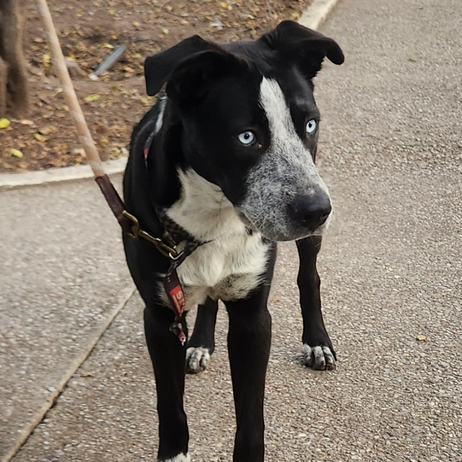  | Raza Mestiza, cruza de American Pitbull Terrier | Encontrada