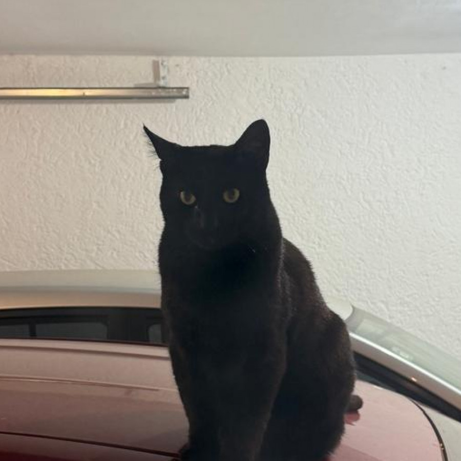 MAU | Raza Bombay | Final Feliz