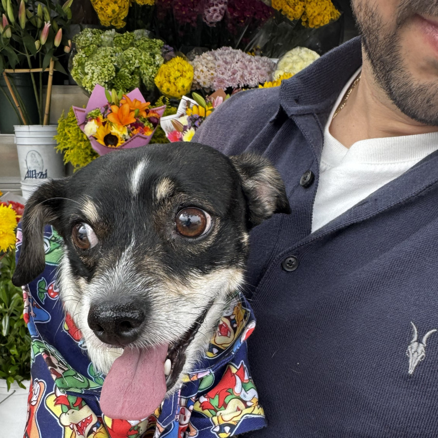  | Raza Mestizo, cruza de Chihuahua | Final Feliz