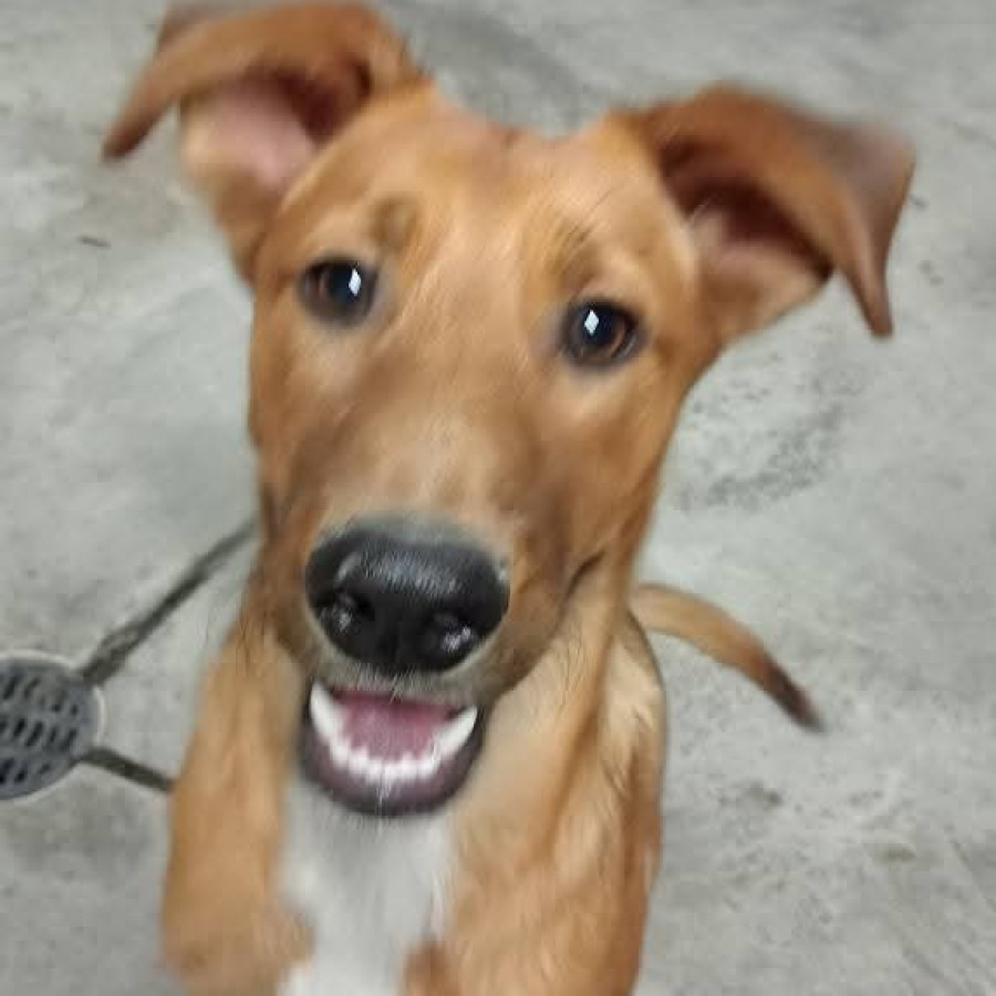 BOBBY | Raza Mestizo | Perdido