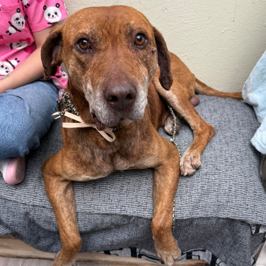  | Raza Mestizo, cruza de Labrador | Encontrado