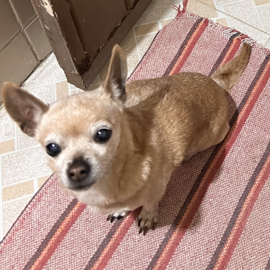 CRAZY | Raza Chihuahua | Perdida