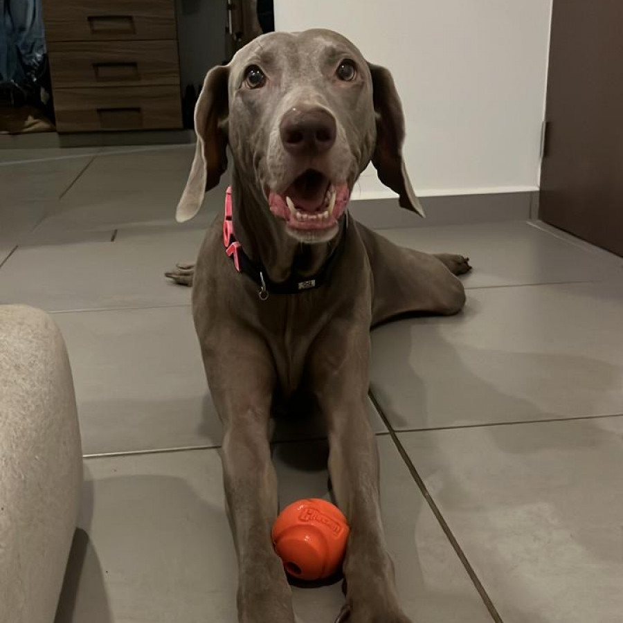 VOLTA | Raza Weimaraner  | Final Feliz