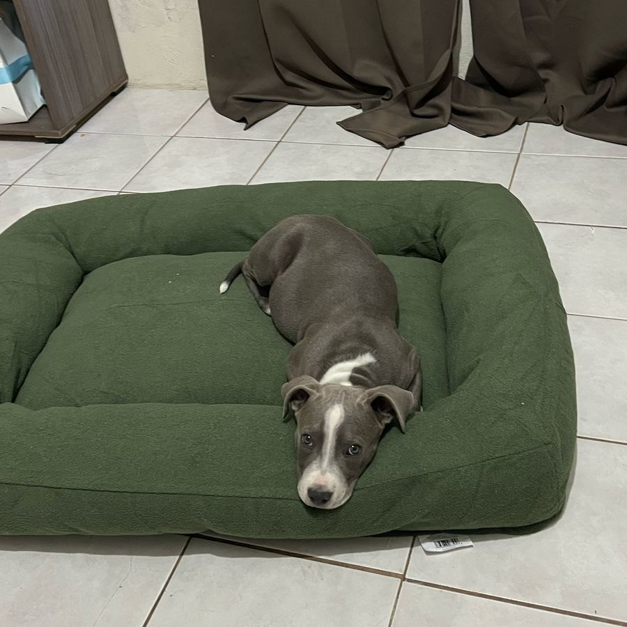DOBY | Raza American Pitbull Terrier | Final Feliz
