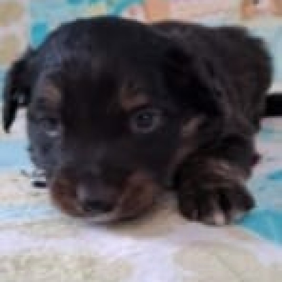 HERMOSO CACHORRITO | Raza Mestizo | En Adopción