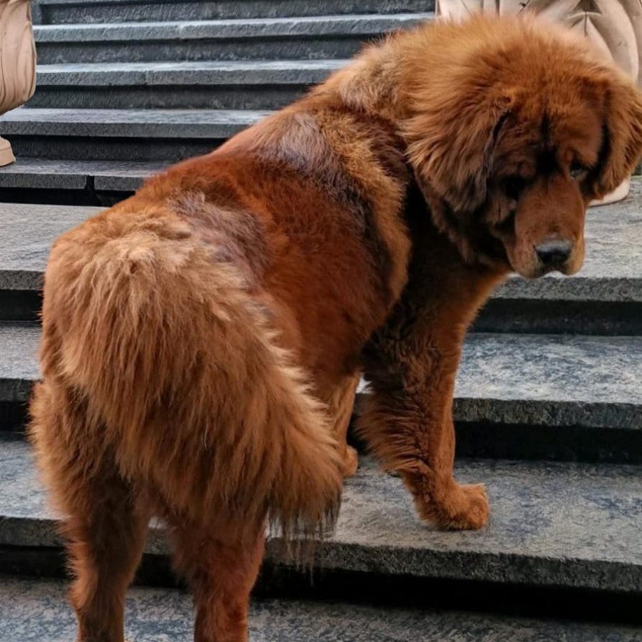 CANELO | Raza Mastín Tibetano o Dogo del Tíbet | Final Feliz