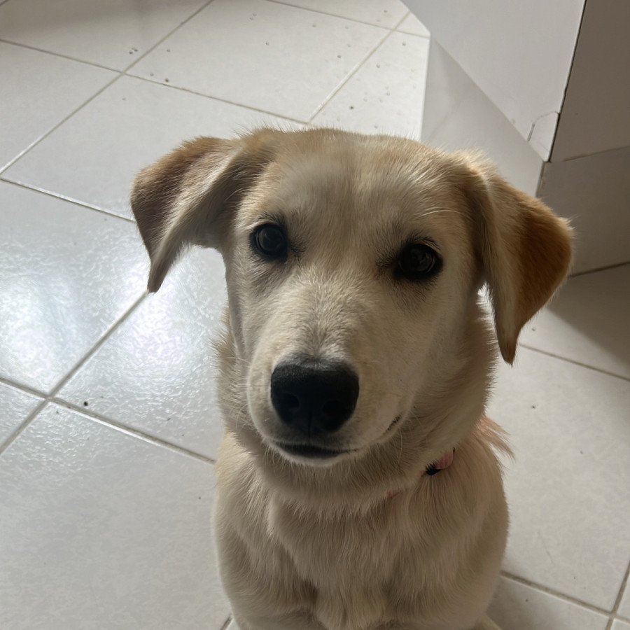  | Raza Mestiza, cruza de Labrador | Encontrada