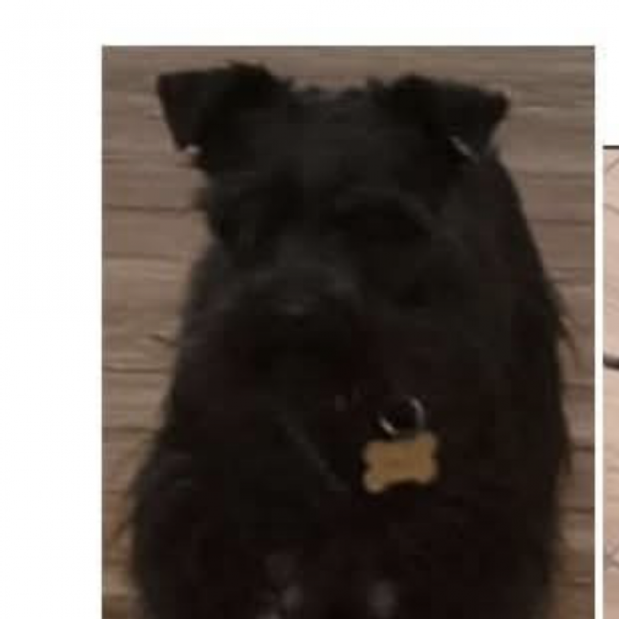 BOND | Raza Schnauzer Miniatura  | Final Feliz