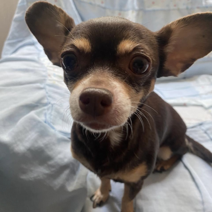 KELLY | Raza Chihuahua | Final Feliz