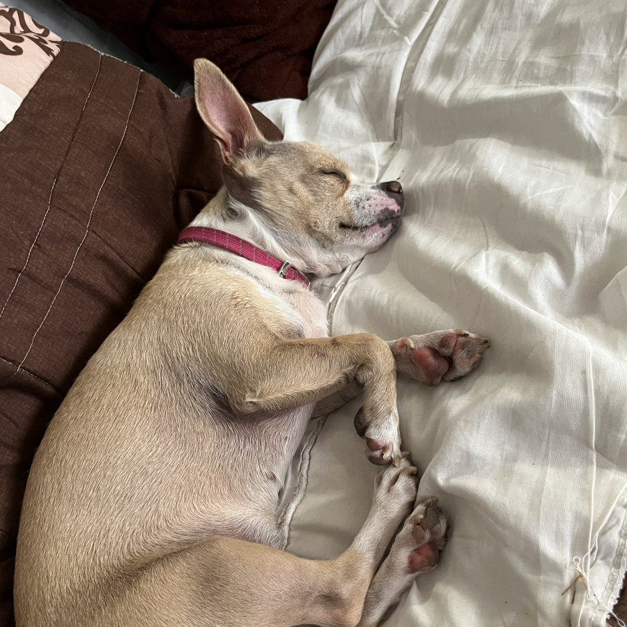 COOKIE | Raza Chihuahua | Perdida