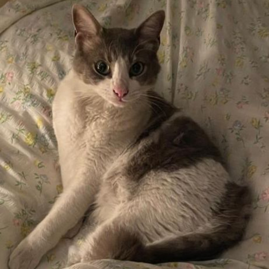 TOM | Raza Doméstico Americano De Pelo Semilargo | Perdido