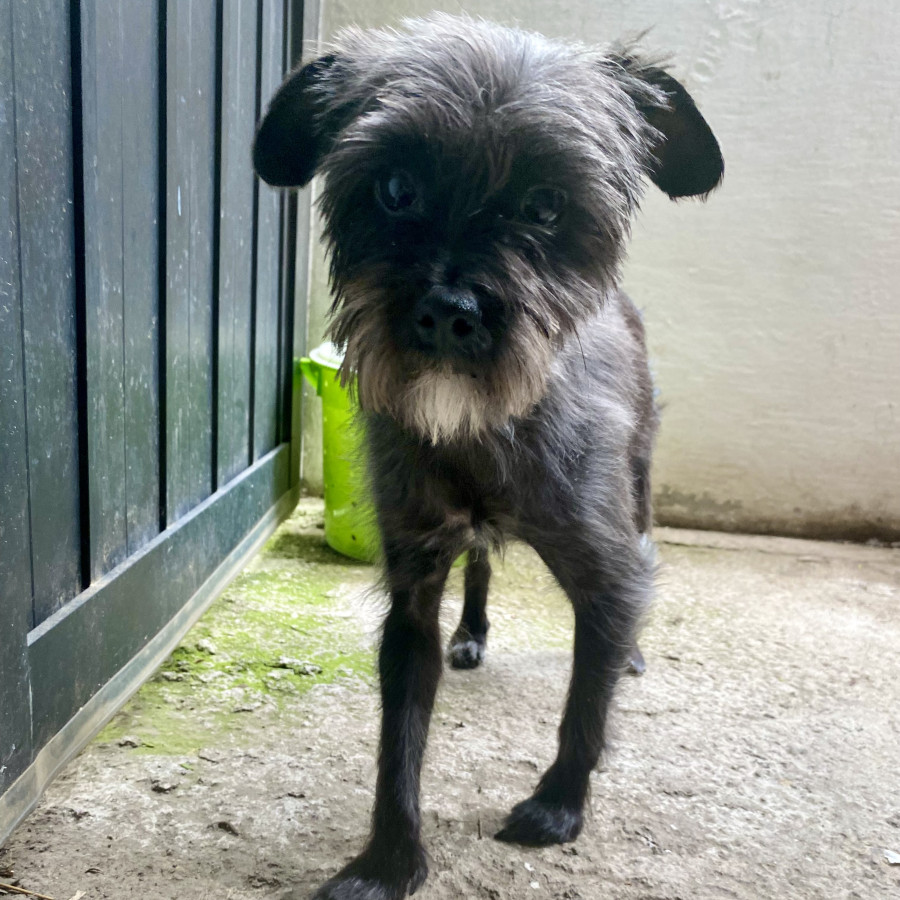  | Raza Mestiza, posible cruza de Schnauzer con Chihuahua | Encontrada