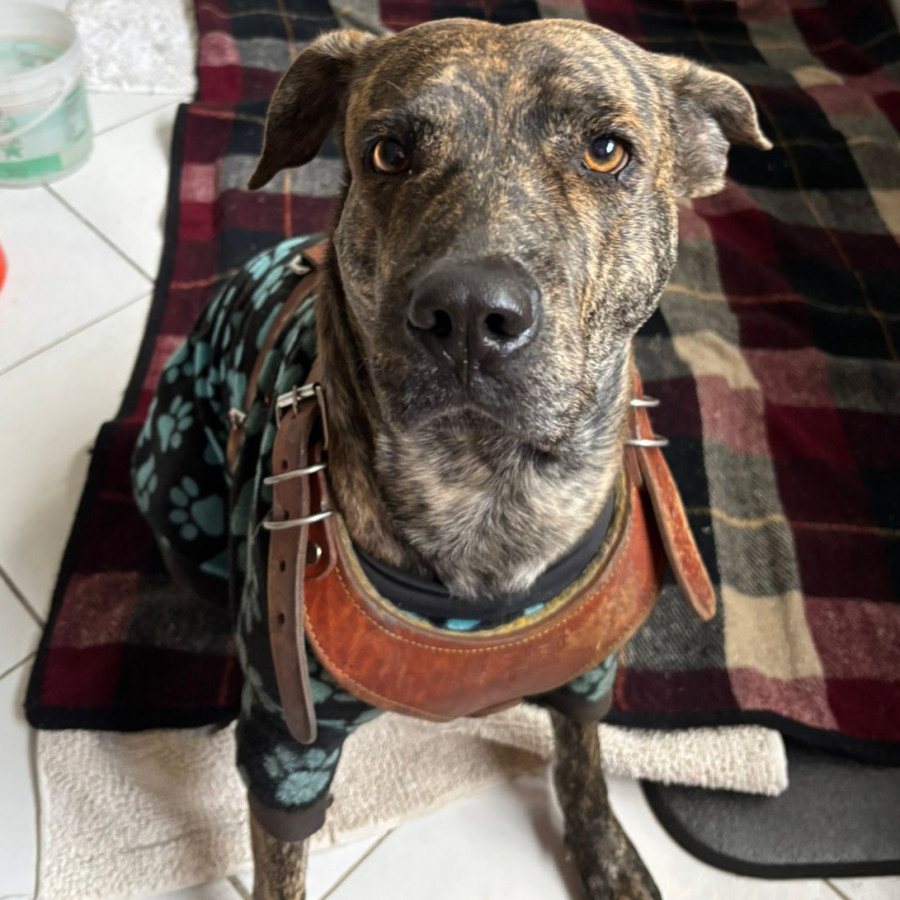  | Raza Mestizo, cruza de American Pitbull Terrier | Encontrado