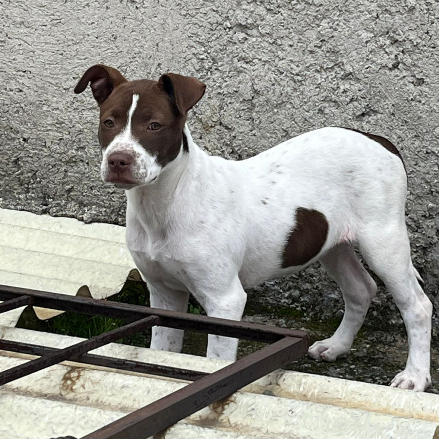 KYARA | Raza American Pitbull Terrier | En Adopción