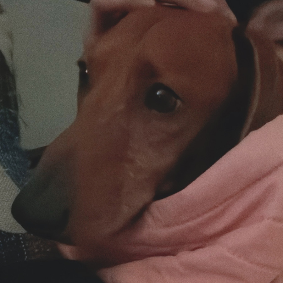 CHACHO | Raza Dachshund o Salchicha  | Perdido