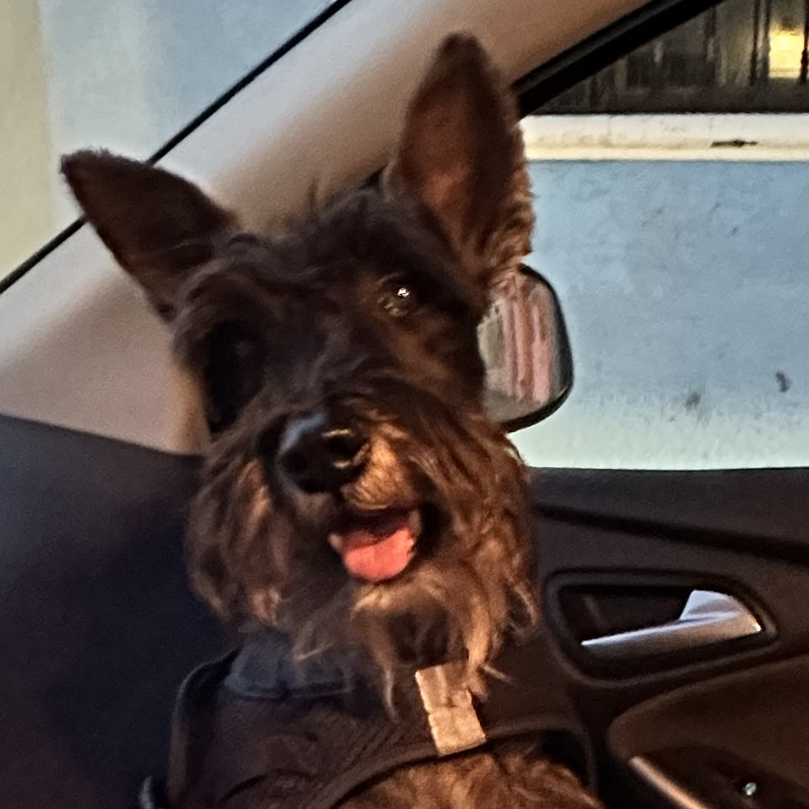 SLINKY | Raza Schnauzer | Final Feliz