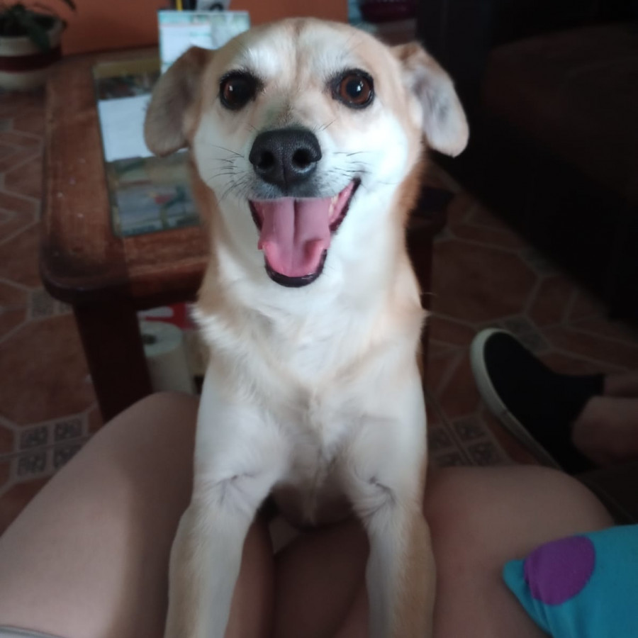 CANELA | Raza Mestiza, cruza de Chihuahua | Perdida