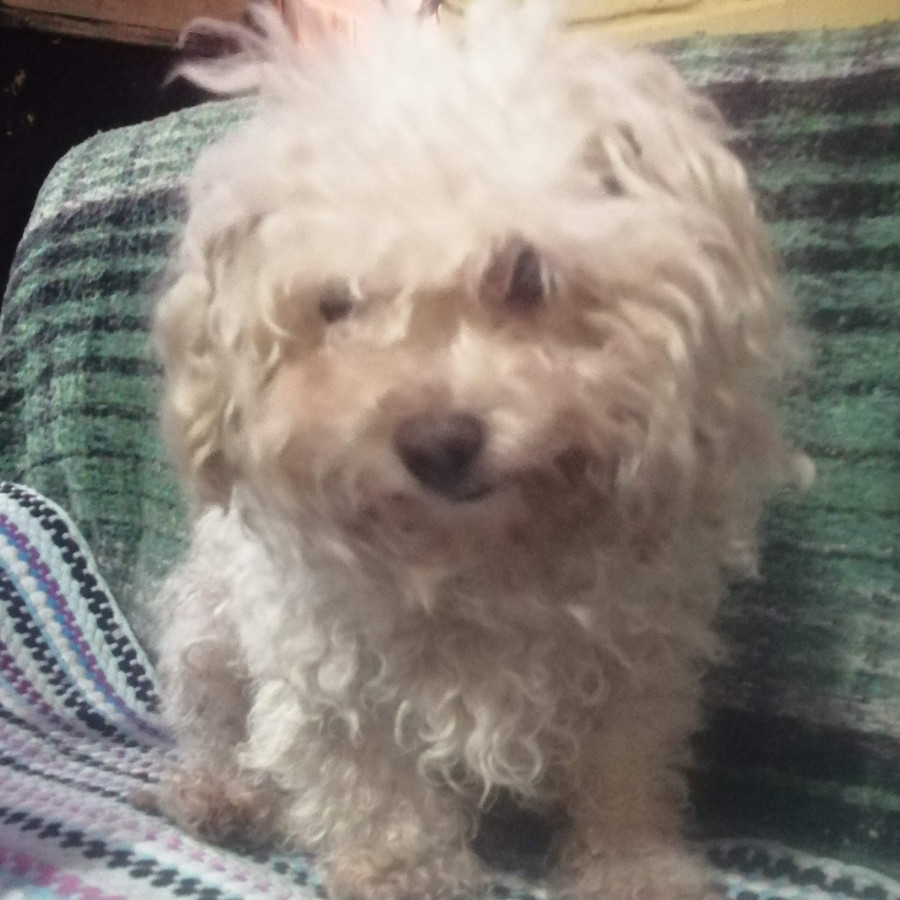 THOR | Raza French Poodle o Caniche | Final Feliz