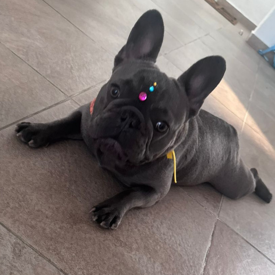 BLUEY | Raza Bulldog Francés  | Perdida