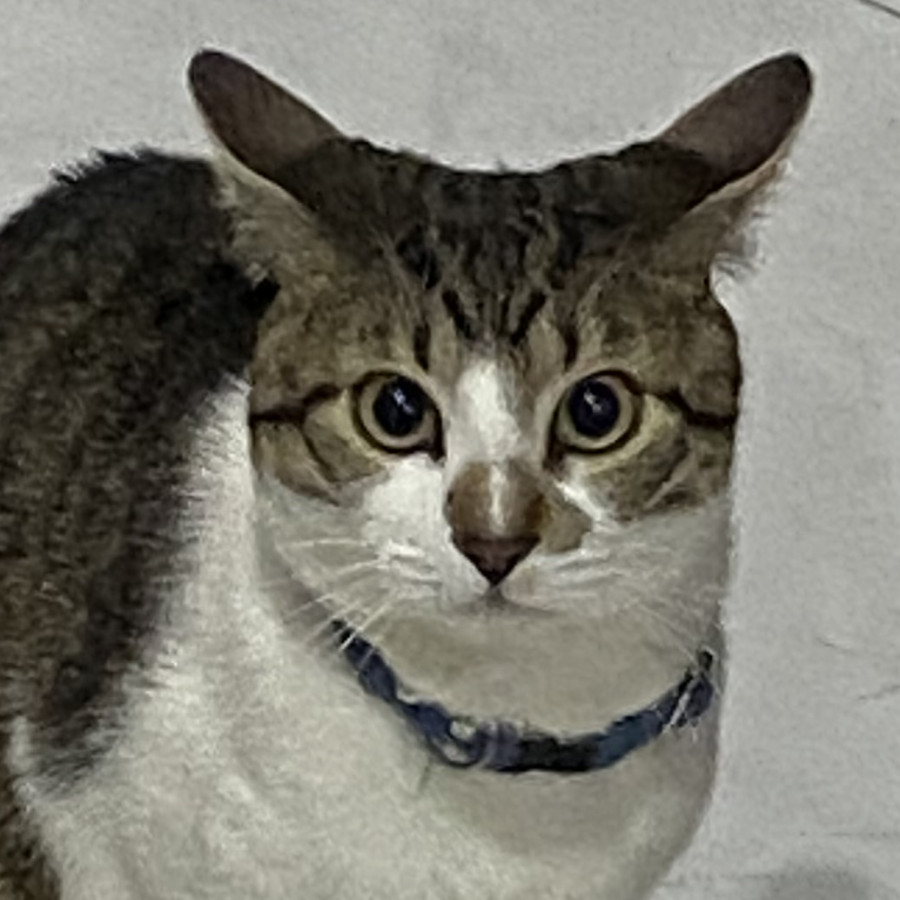 LINO | Raza Doméstico Américano de Pelo Corto | Perdido