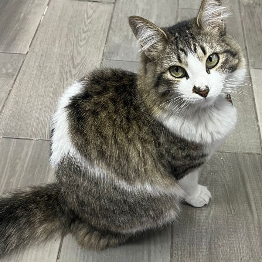LUCKY | Raza Doméstico Americano de pelo semilargo | Perdido