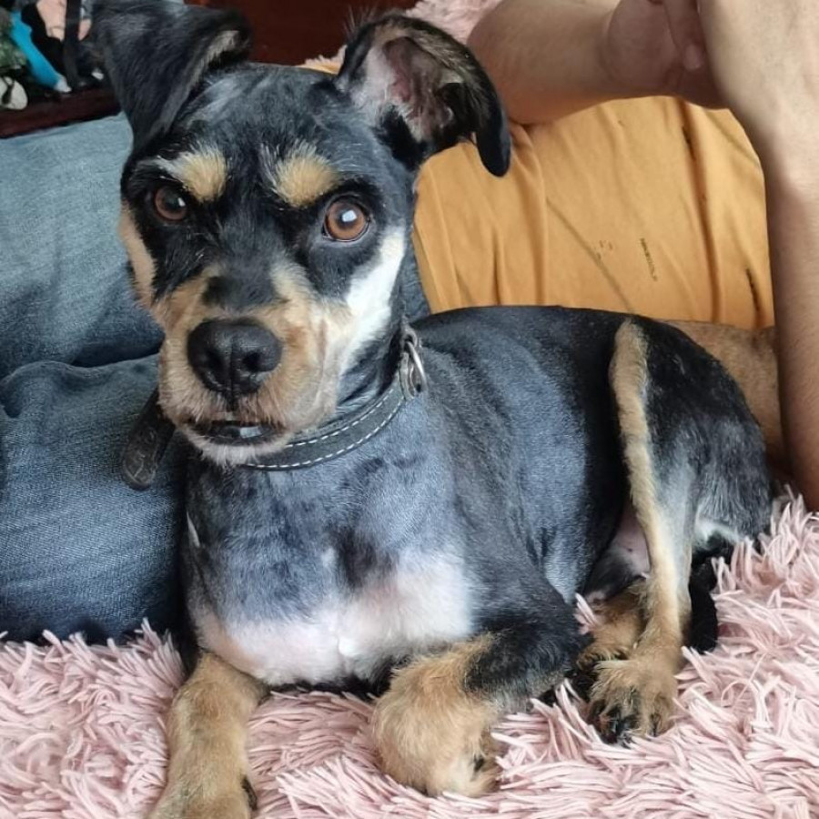 BAMBI | Raza Mestizo, cruza de Schnauzer | En Adopción