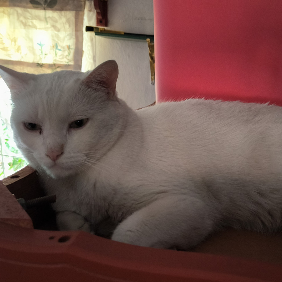 MOSH | Raza Khao Manee | En Adopción