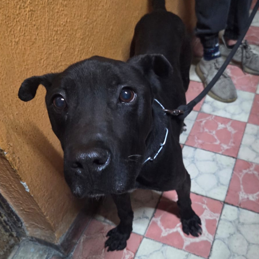  | Raza Mestizo, cruza de American Pitbull Terrier con Labrador | Encontrado