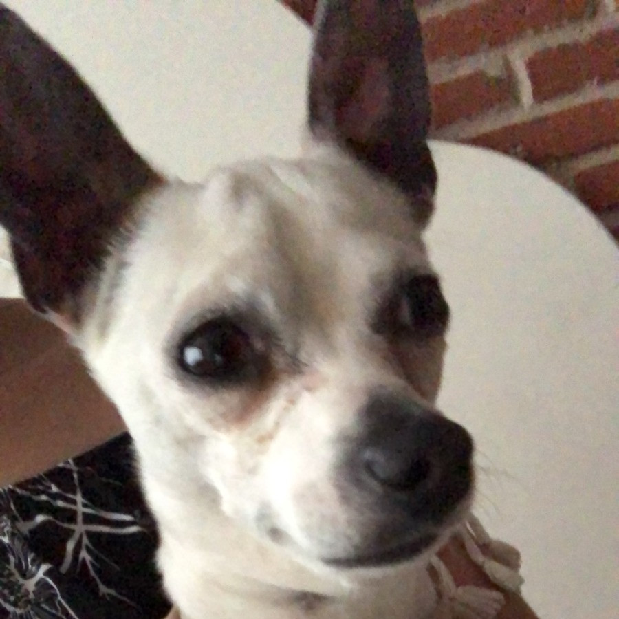 MATHEO | Raza Chihuahua | Perdido
